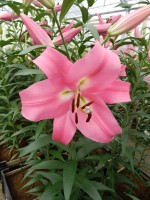 [5161 Pink Palace No01.JPG]